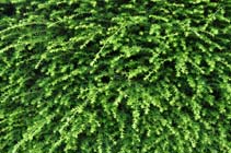 Hemlock hedge Threave