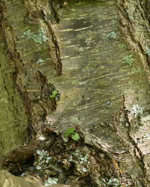 Nothofagus Antarctica