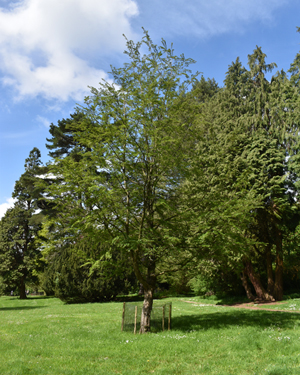 Antarctic beech