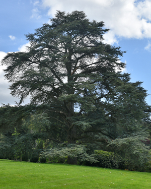 Atlas cedar