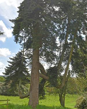 Caucasian fir