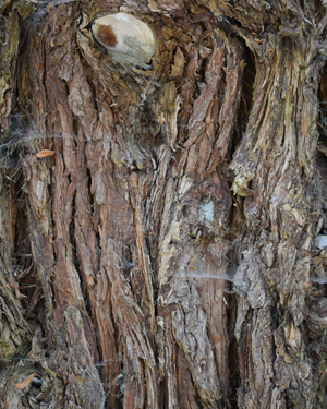 Lawson cypress Wisselii