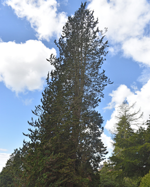 Lawson cypress Wisselii