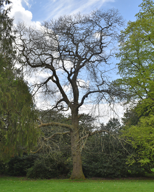 Sweet chestnut