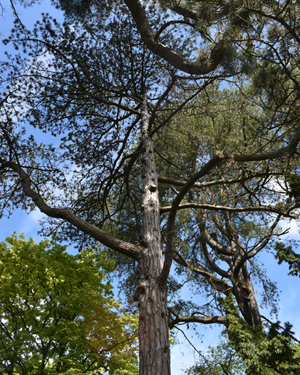 Corsican pine