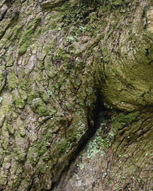 Norway maple