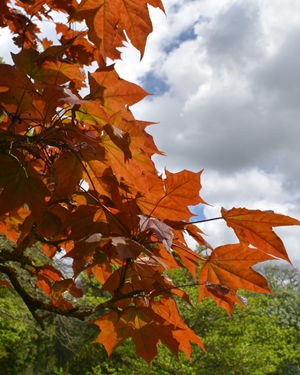 Norway maple