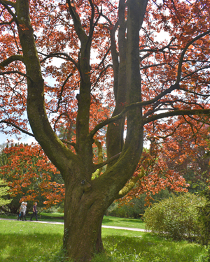 Crimson Norway maple