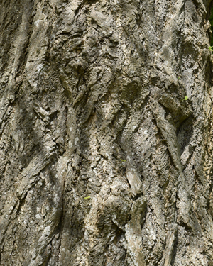 Ginkgo bark
