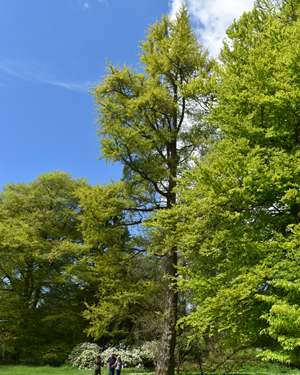 Ginkgo tree