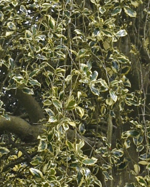 Golden weeping holly