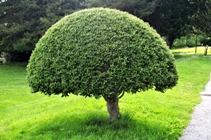 Clipped holly