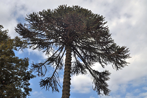 Monkey puzzle bark