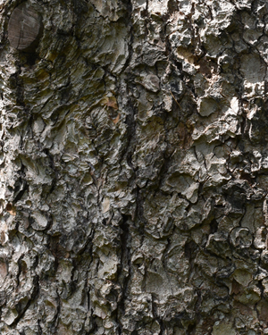 Morinda spruce