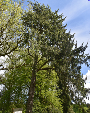 Morinda spruce