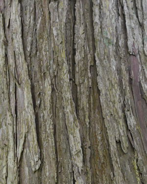 Nootka cypress