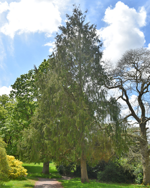 Nootka cypress