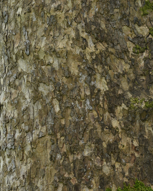 Oriental plane