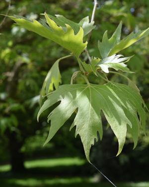 Oriental plane