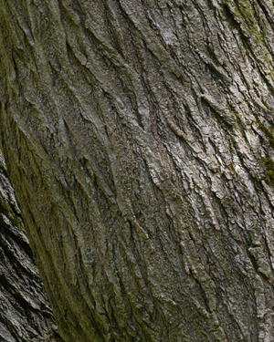 Pagoda tree