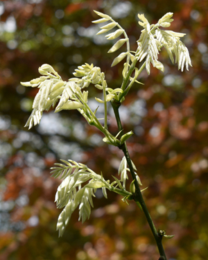 Pagoda tree