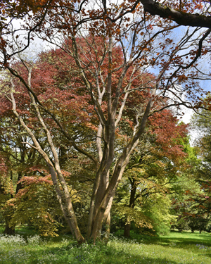 Pagoda tree