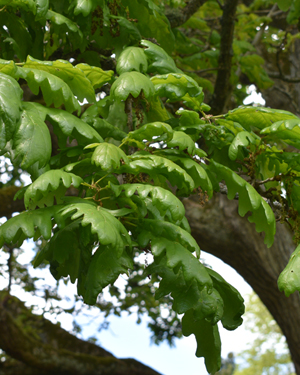 Quercus canariensis x robur