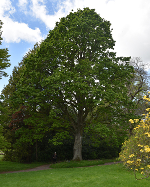 Algerian / English oak cross