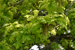 Quercus robur leaves