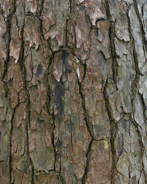 Sequoiadendron giganteum