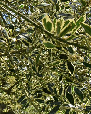 Silver variegated holly
