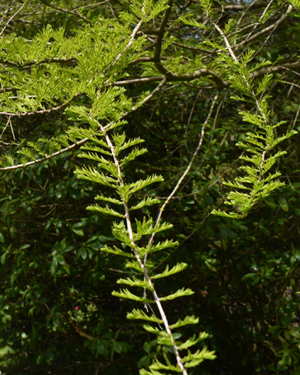 Taxodium distichum