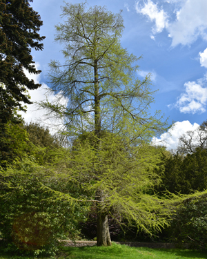 Swamp cypress