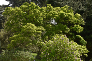 Three flowered maple