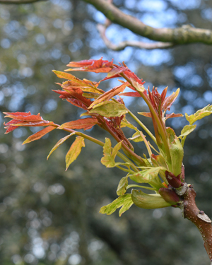 Tree of heaven