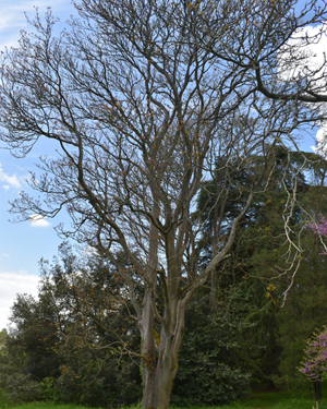 Tree of heaven