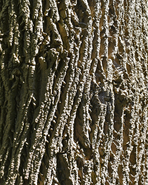 Tulip tree