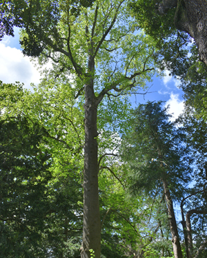 Liriodendron
