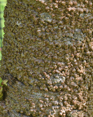 Wollemi pine