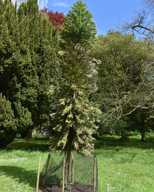 Wollemi pine