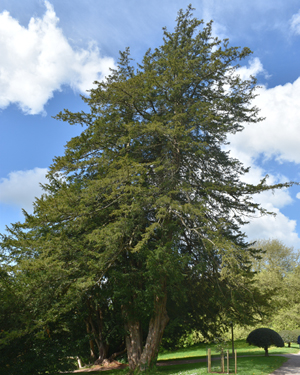 Common yew