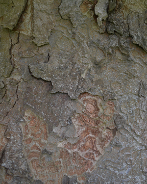 Zelkova serrata