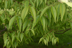 Japanese Keaki
