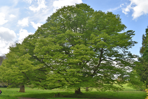 Zelkova serrata