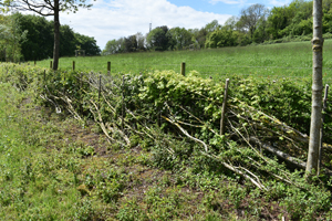 Hedge laying