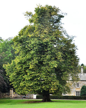 Lime tree