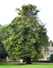 Lime Wallington