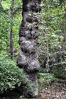 Oak burr Wallington Hall