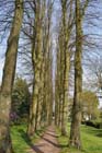 Lime avenue