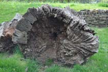 Stump at Wentworth Castle Gardens